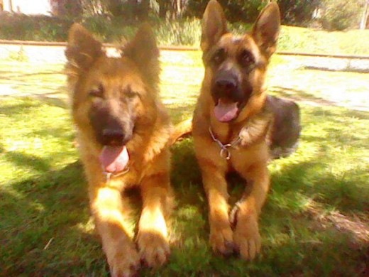 izq.: Zoe Der.: Shiba izq.: Zoe Der.: Shiba